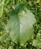 Brassica juncea