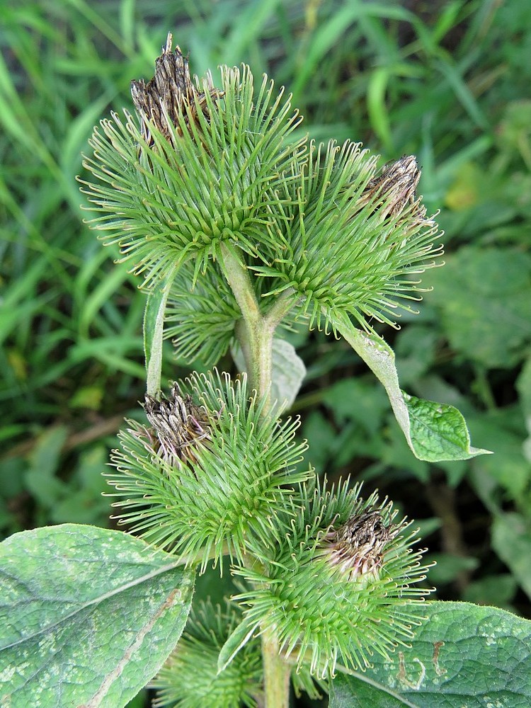 Изображение особи Arctium lappa.