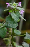 Lamium purpureum