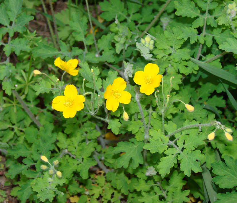 Изображение особи Chelidonium asiaticum.