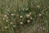 Astragalus dasyanthus