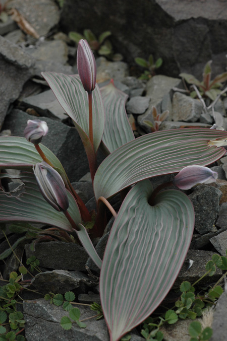 Изображение особи Tulipa regelii.