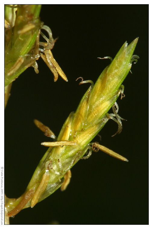 Изображение особи Cyperus esculentus.