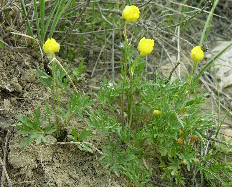 Изображение особи род Ranunculus.