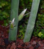 Euphorbia lomelii