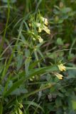 Melampyrum pratense. Верхушка цветущего растения. Свердловская обл., Карпинский городской округ, гора Серебрянский Камень, в хвойном лесу. 18.07.2015.