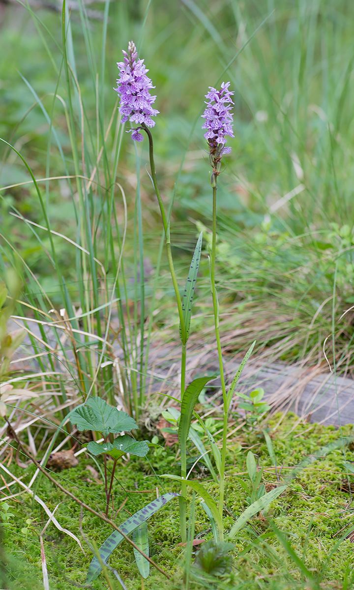 Изображение растения Dactylorhiza maculata.