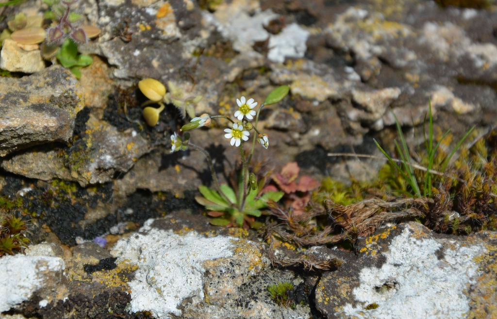 Изображение особи Erophila verna.