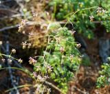 Thalictrum foetidum