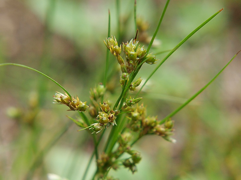 Image of Juncus tenuis specimen.