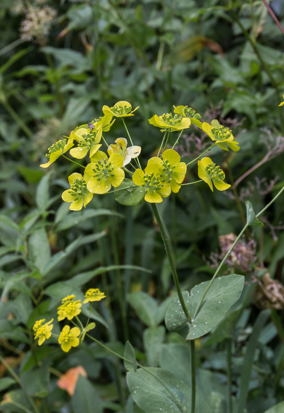 Изображение особи Bupleurum longifolium ssp. aureum.