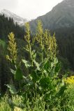 Rumex tianschanicus