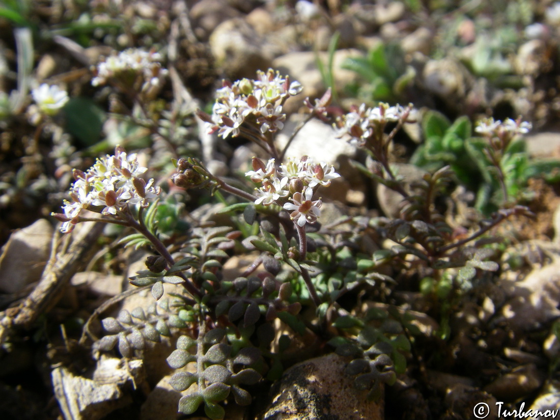 Изображение особи Hornungia petraea.