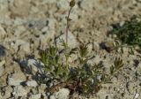 Poterium sanguisorba. Расцветающее растение в сообществе с Galium. Молдова, Оргеевский р-н, окр. с. Требужены. 08.05.2015.