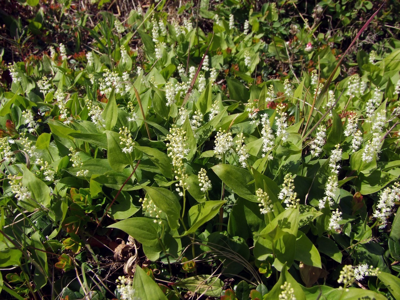 Изображение особи Maianthemum bifolium.