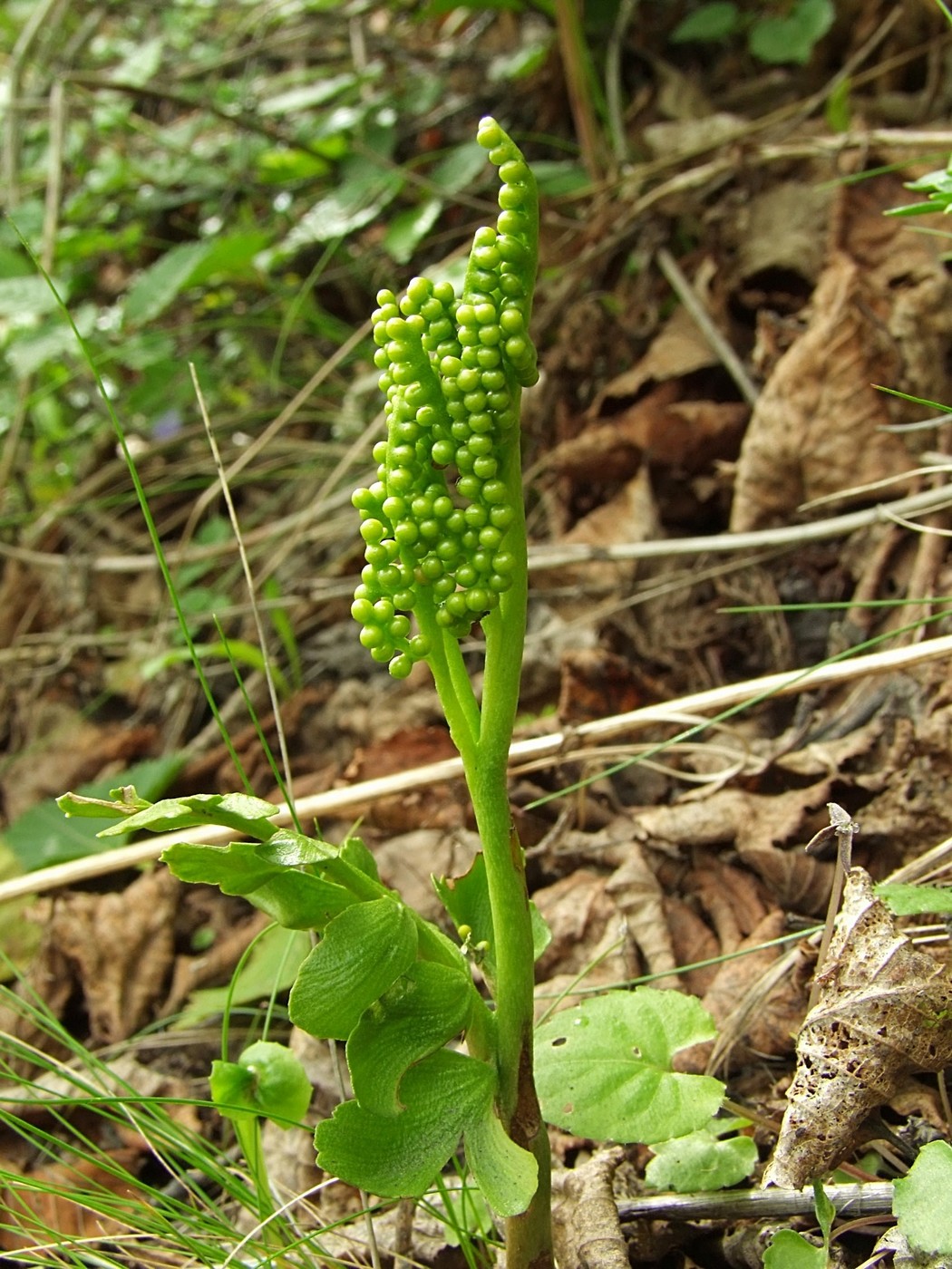 Изображение особи Botrychium alaskense.