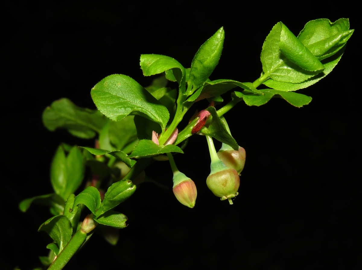 Image of Vaccinium myrtillus specimen.