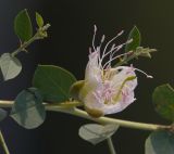 Capparis herbacea