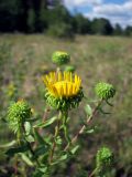 Grindelia squarrosa