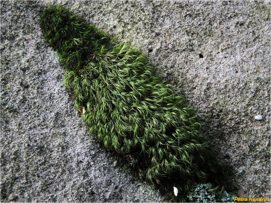 Изображение особи Paraleucobryum longifolium.