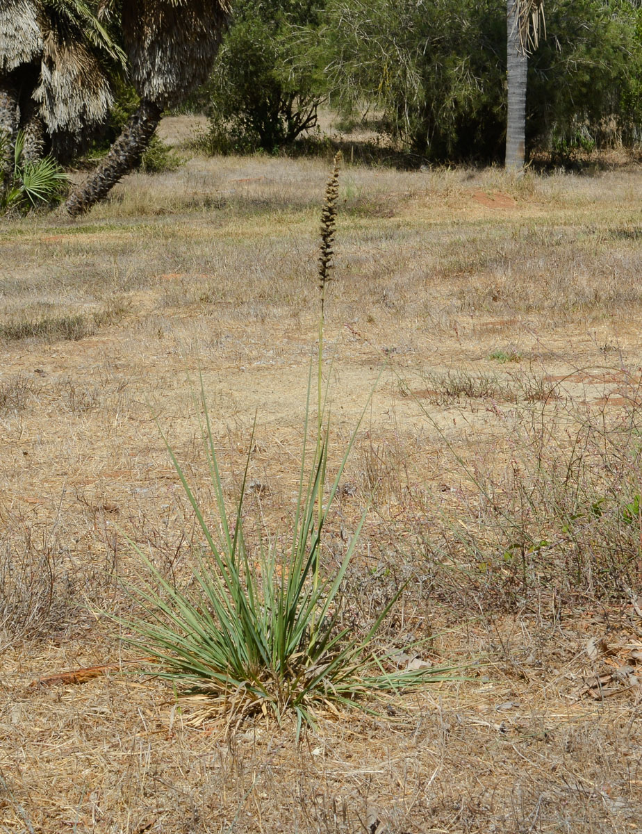 Image of Eragrostis bipinnata specimen.