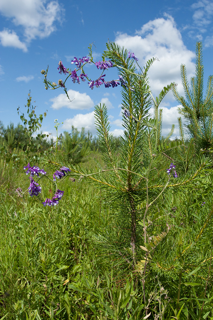 Изображение особи Vicia villosa.