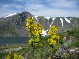 Solidago virgaurea подвид lapponica. Верхушка цветущего растения. Коми, Интинский р-н, Приполярный Урал, хр. Малдынырд, левый борт долины р. Балбанъю, оз. Грубепендиты, крутой каменистый склон с редкой растительностью. 31.07.2017.