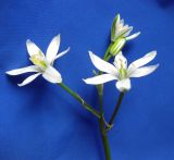 Ornithogalum kochii