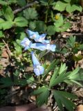 Corydalis turtschaninovii