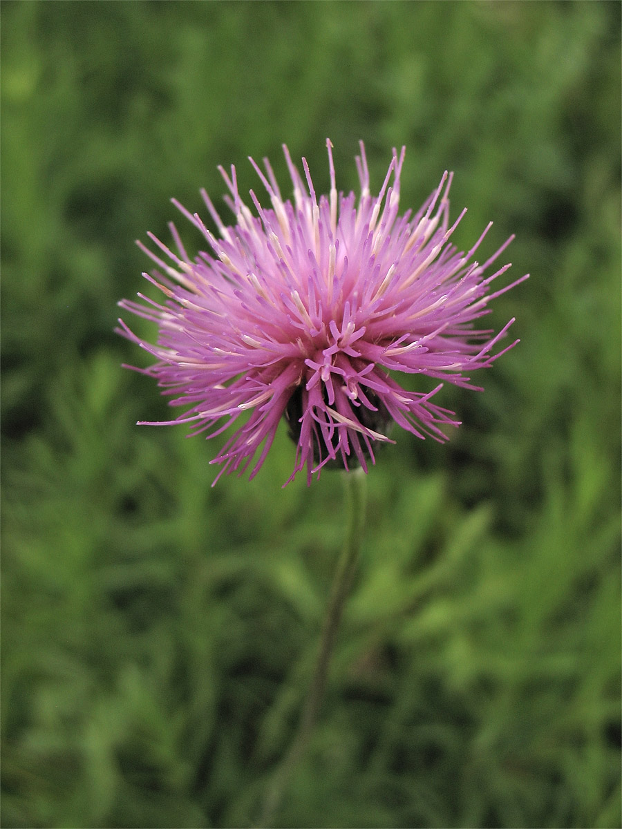 Изображение особи Cirsium pannonicum.