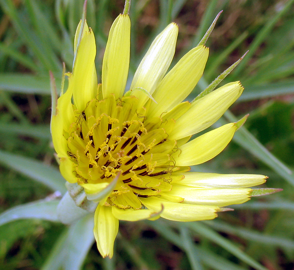 Изображение особи Tragopogon dubius ssp. major.