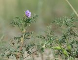 Erodium stephanianum. Верхушки цветущего и плодоносящего растения. Иркутская обл., Усольский р-н, долина р. Китой, луг. 14.07.2018.