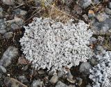 genus Stereocaulon. Слоевище. Мурманская обл., п-ов Рыбачий, мохово-лишайниковая тундра, на каменистой почве. 28.06.2018.