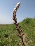 Eremurus comosus