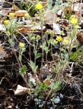 Potentilla arenosa