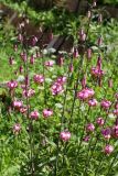 Lilium martagon