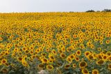 Helianthus annuus. Цветущие растения. Саратовская обл., Хвалынский р-н, окр. пос. Алексеевка, поле вдоль автодороги, в культуре. 06.08.2018.