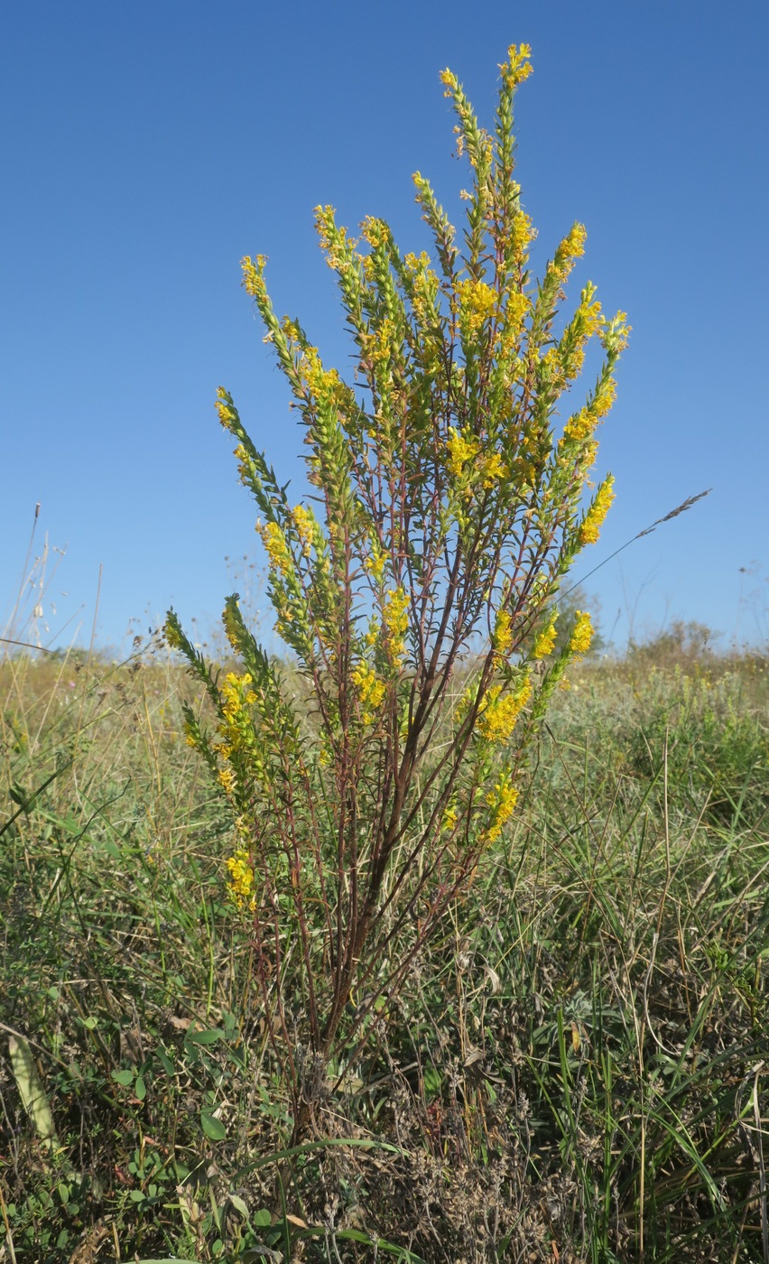 Изображение особи Orthanthella lutea.