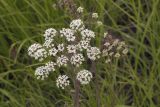 Cicuta virosa. Верхушка цветущего побега. Сахалинская обл., Охинский р-н, окр. г. Оха, побережье Охотского моря, юго-западный берег залива Кету (Первая бухта). 24.07.2017.