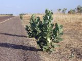 Calotropis procera. Цветущее растение возле дороги. Австралия, северо-западный Квинсленд, возле шоссе Wills Developmental Rd. северо-западнее пос. Gregory; конец сухого сезона (сезон gurreng). 11.10.2009.