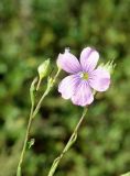 Linum stelleroides. Верхушки побегов с цветком и завязывающимися плодами. Приморский край, окр. пос. Михайловка, разнотравный луг. 29.08.2019.