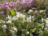 Thymus calcareus