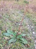 Verbascum pyramidatum