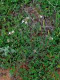 Erysimum leucanthemum