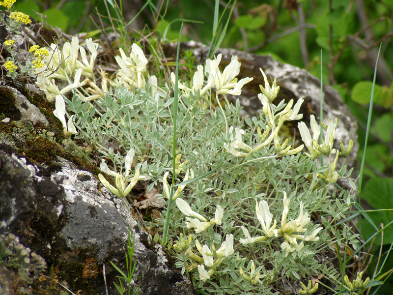 Изображение особи Astragalus helmii.