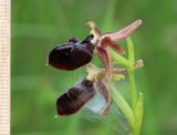 Ophrys mammosa. Цветки. Дагестан, Дербентский р-н, 3 км ЮЗ с. Геджух, луговая степь, среди кустарников. 6 мая 2022 г.