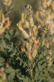 Astragalus albicaulis. Верхушка побега с соцветием. Ростовская обл., Белокалитвинский р-н, окр. хут. Какичев, степной каменистый склон. 28.05.2022.