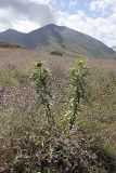 Cirsium turkestanicum. Цветущее растение на фоне зарослей василька растопыренного (Centaurea squarrosa). Южный Казахстан, Таласский Алатау, подгорная степь ниже ущелья Аксай. 31.07.2010.