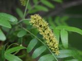 Gleditsia triacanthos