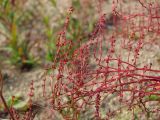 Rumex acetosella. Цветущая верхушка растения. Магаданская обл., окр. г. Магадан, ост. Аммональная, на склоне сопки. 10.08.2021.